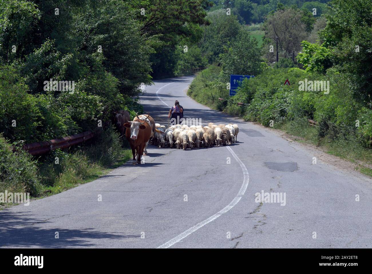Bulgaria, female shepherd with sheeps and cattles on country road Stock Photo