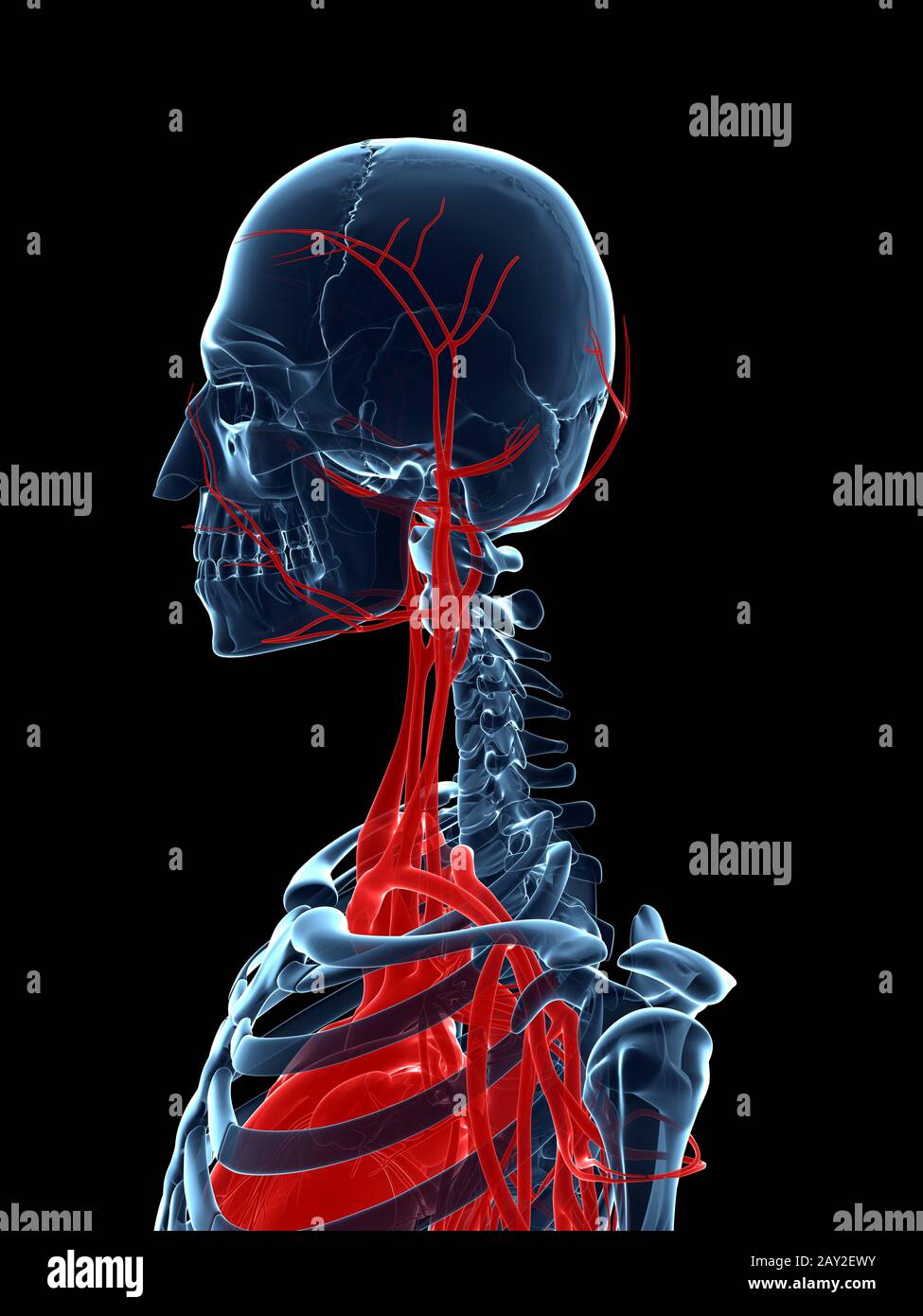 3d-rendered-medical-illustration-vascular-system-stock-photo-alamy