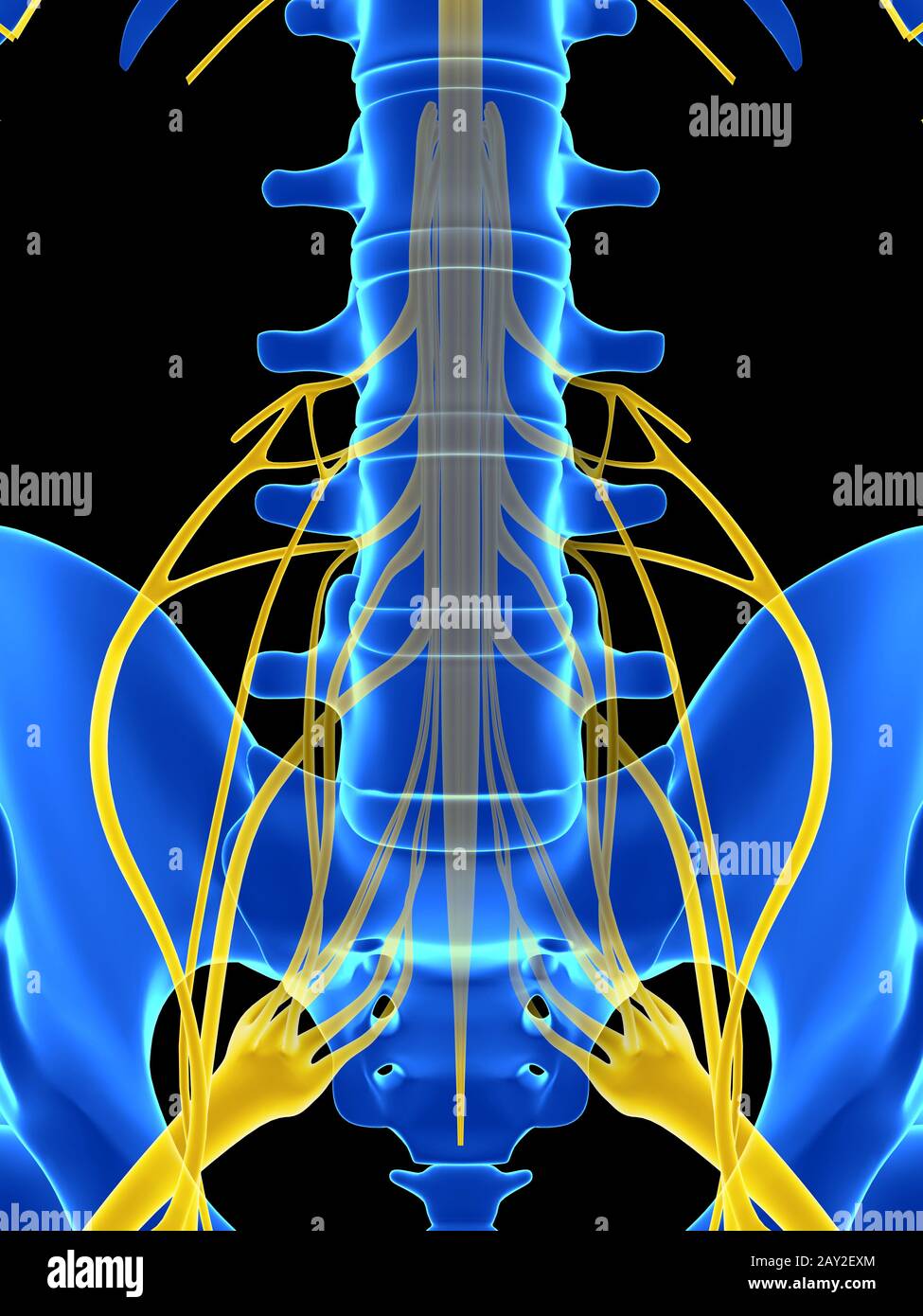 Spinal cord spinal nerve hi-res stock photography and images - Alamy
