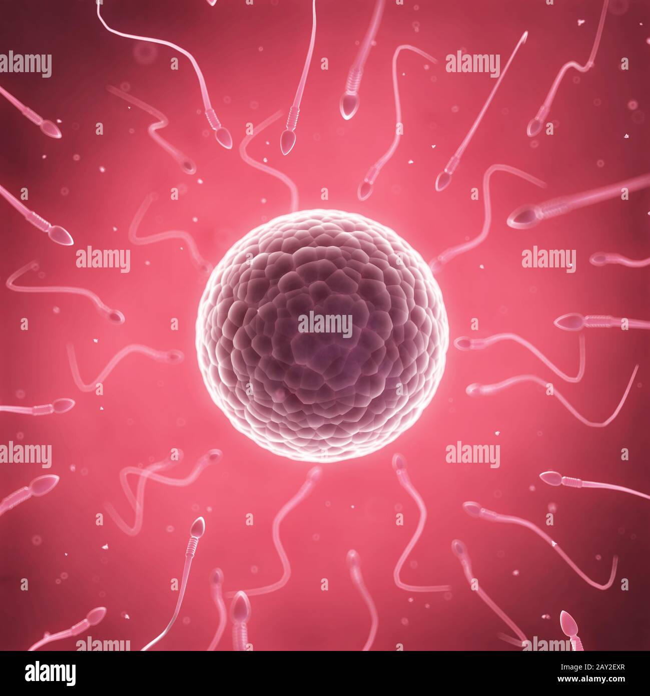 3d rendered illustration of sperms and an egg cell Stock Photo