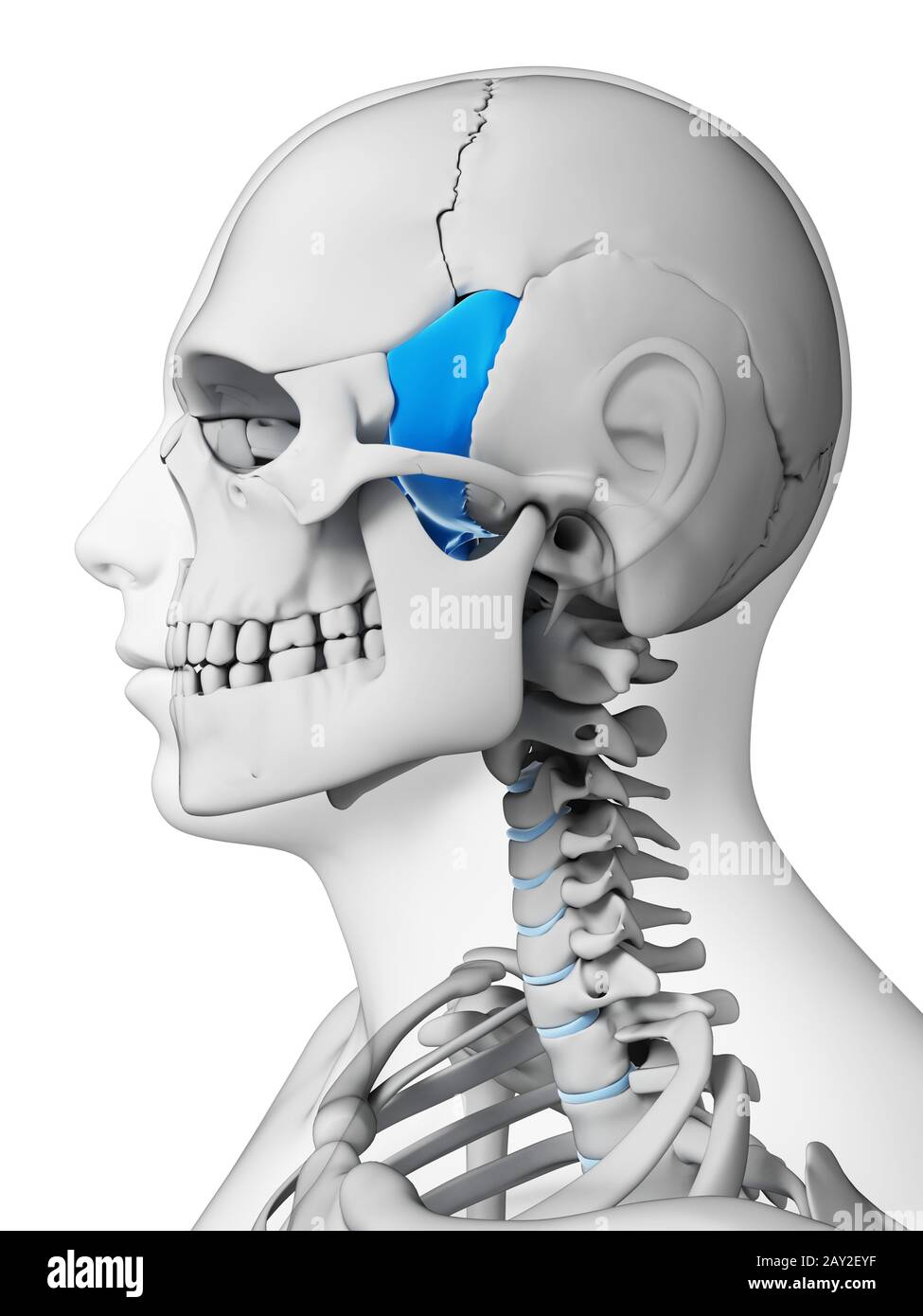 Sphenoid hi-res stock photography and images - Alamy