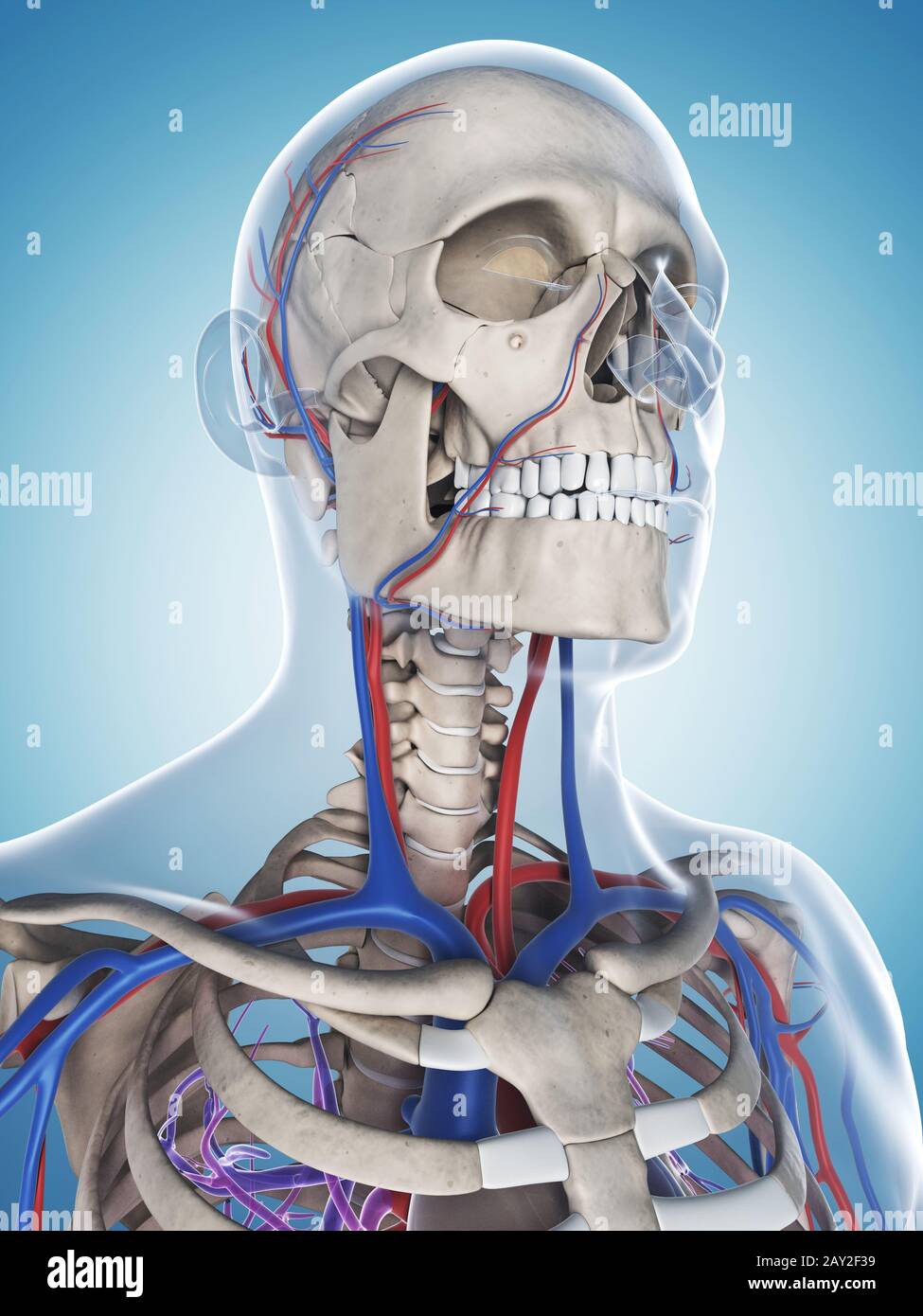 3d rendered illustration of the male skeleton and vascular system Stock ...