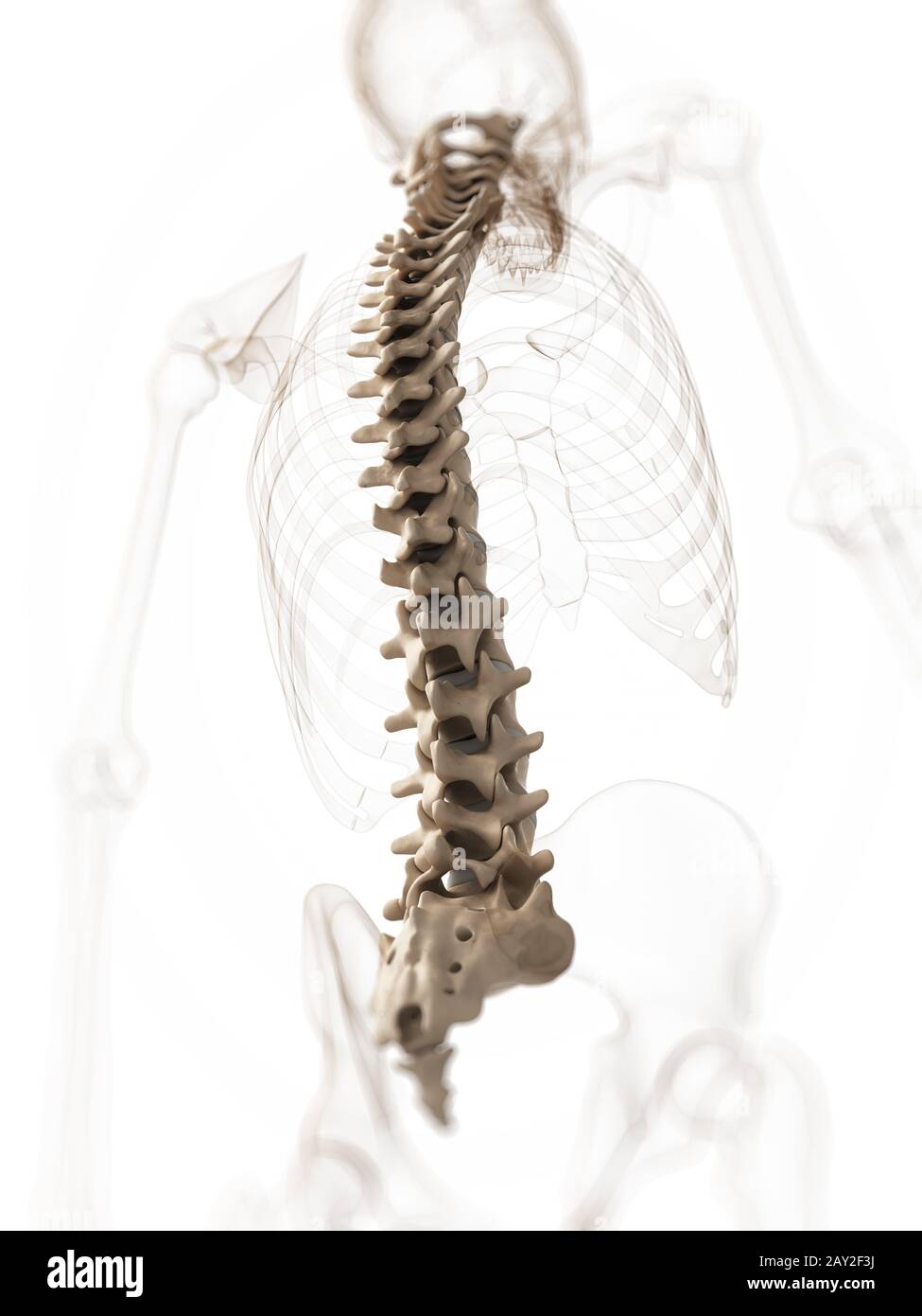 3d rendered illustration of a spine Stock Photo - Alamy