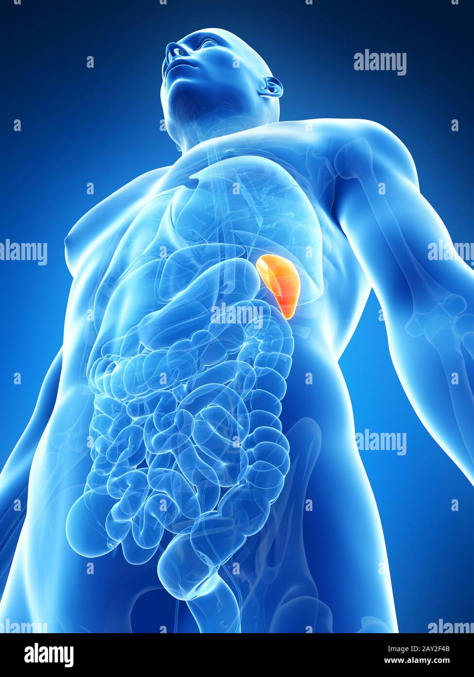 3d rendered illustration of the male spleen Stock Photo - Alamy