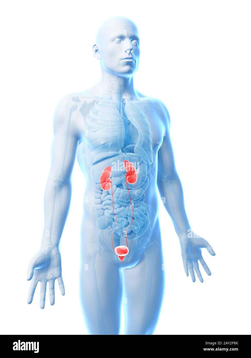 3d rendered illustration of the urinary system Stock Photo - Alamy