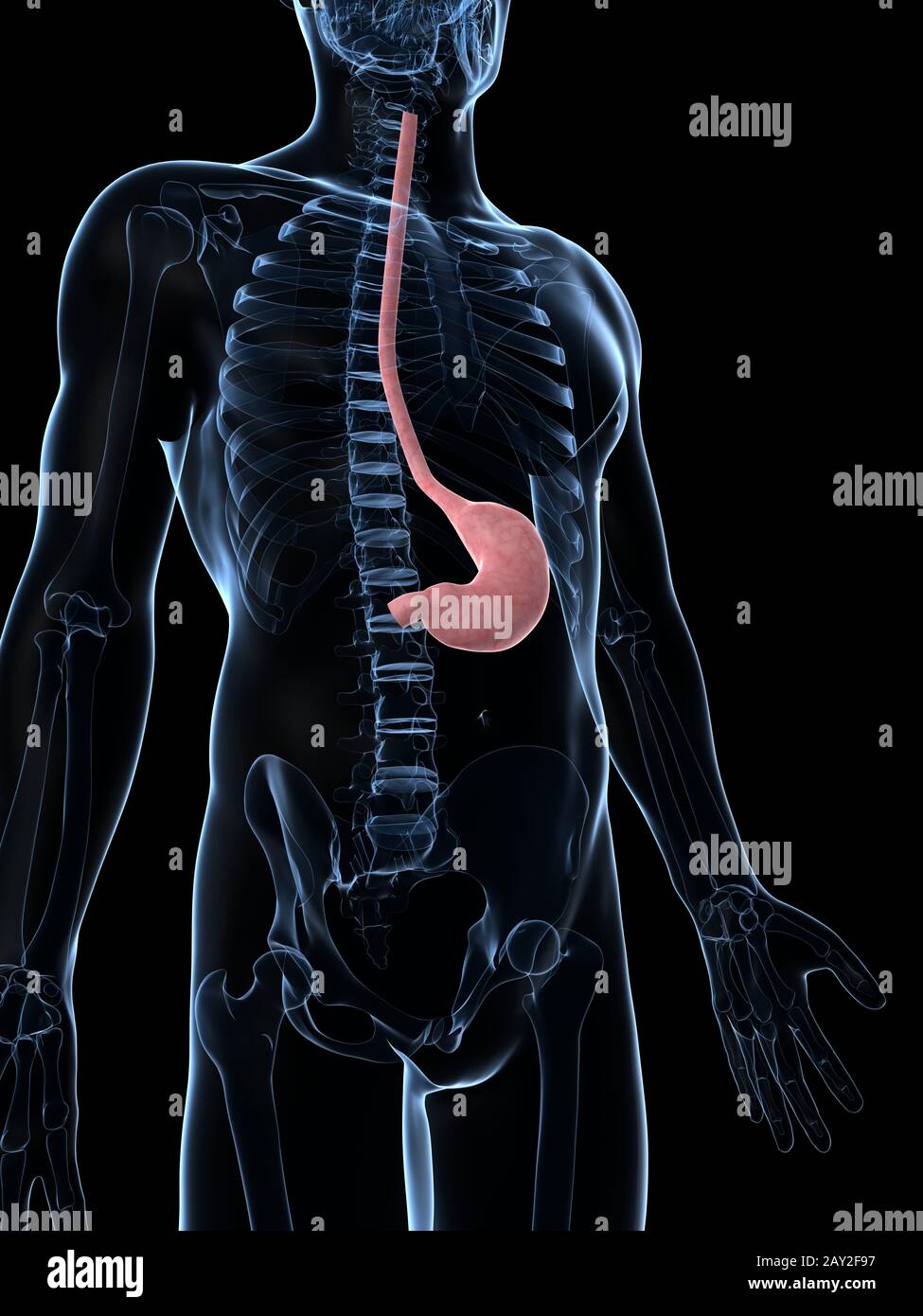 3d rendered illustration of the male stomach Stock Photo