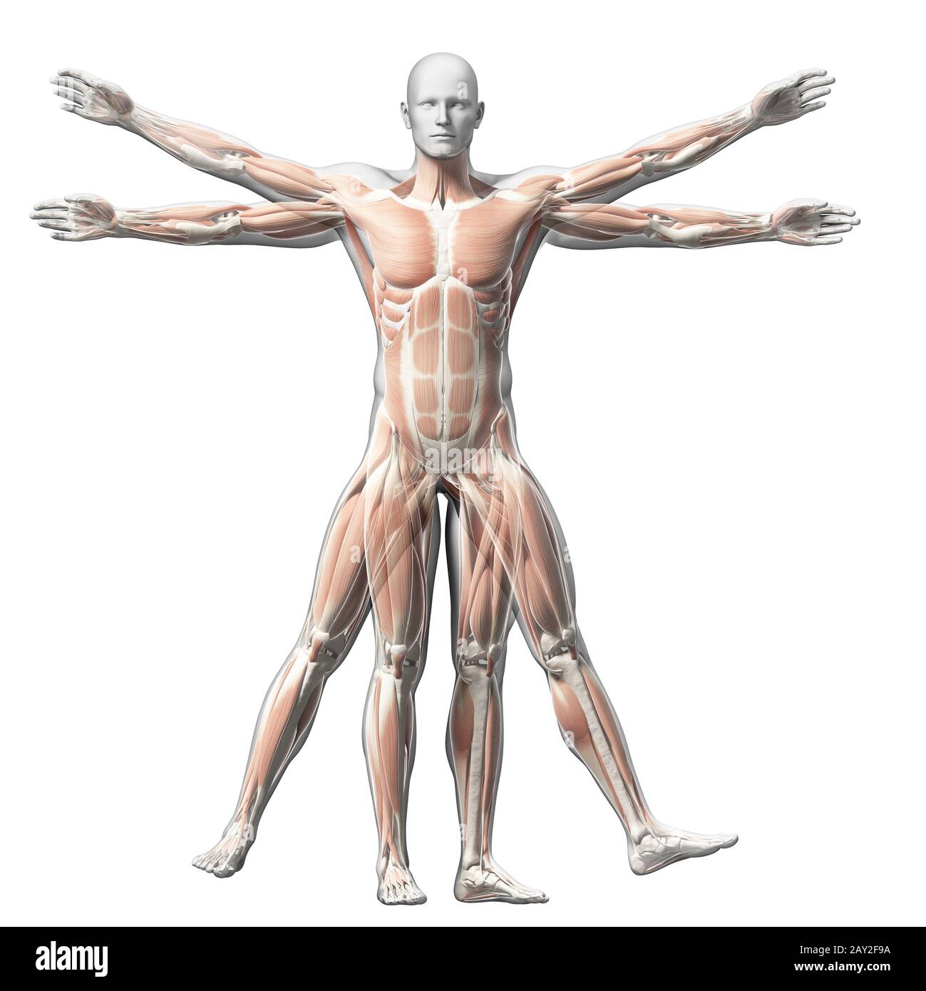 Vitruvian Man Atlas Pose Images - Free Download on Freepik
