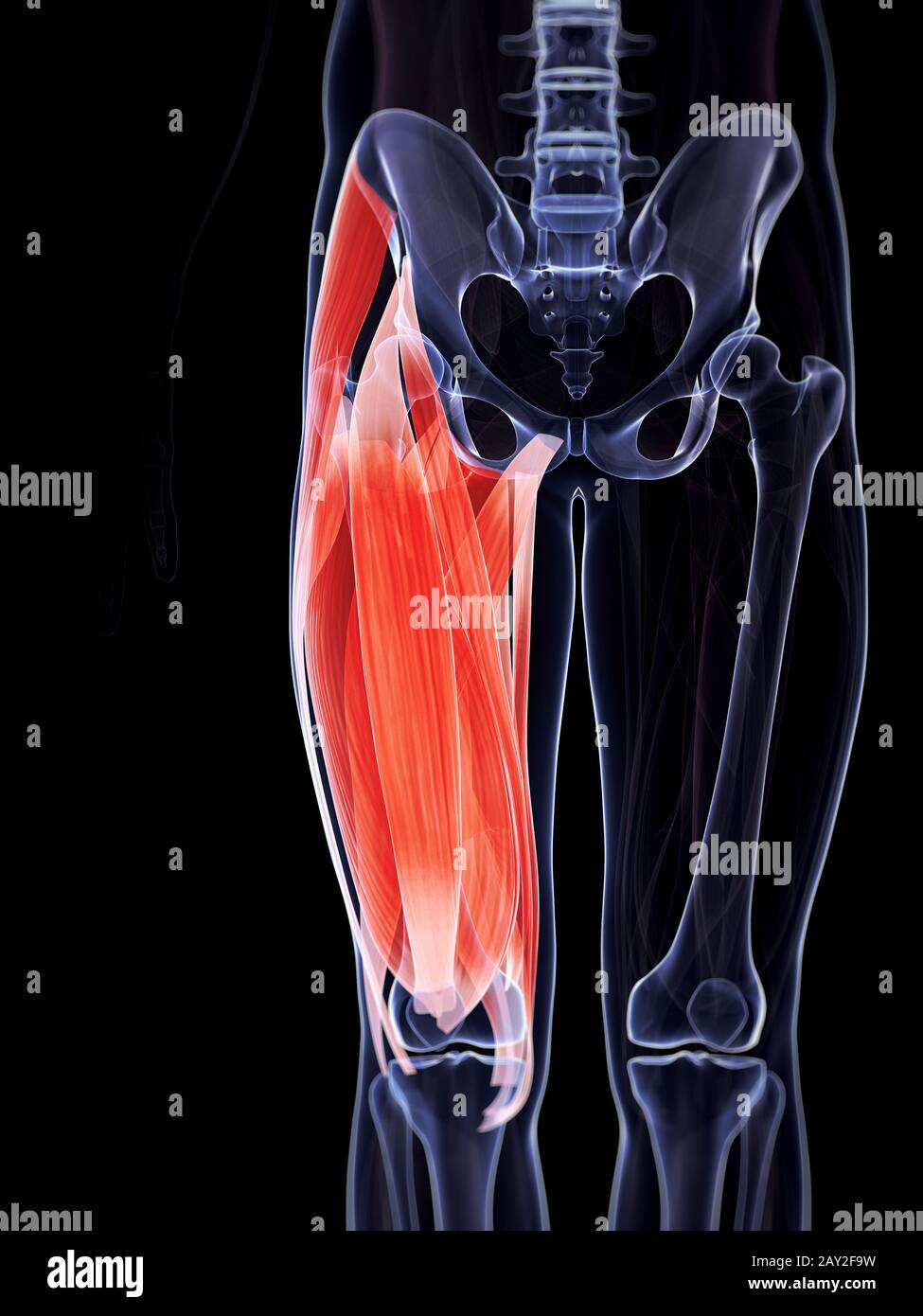 3d rendered illustration of the upper leg musculature Stock Photo