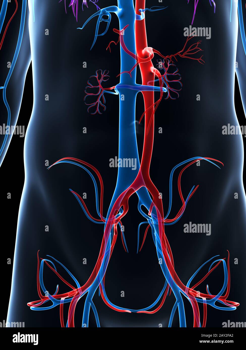 3d rendered illustration of the human vascular system Stock Photo - Alamy