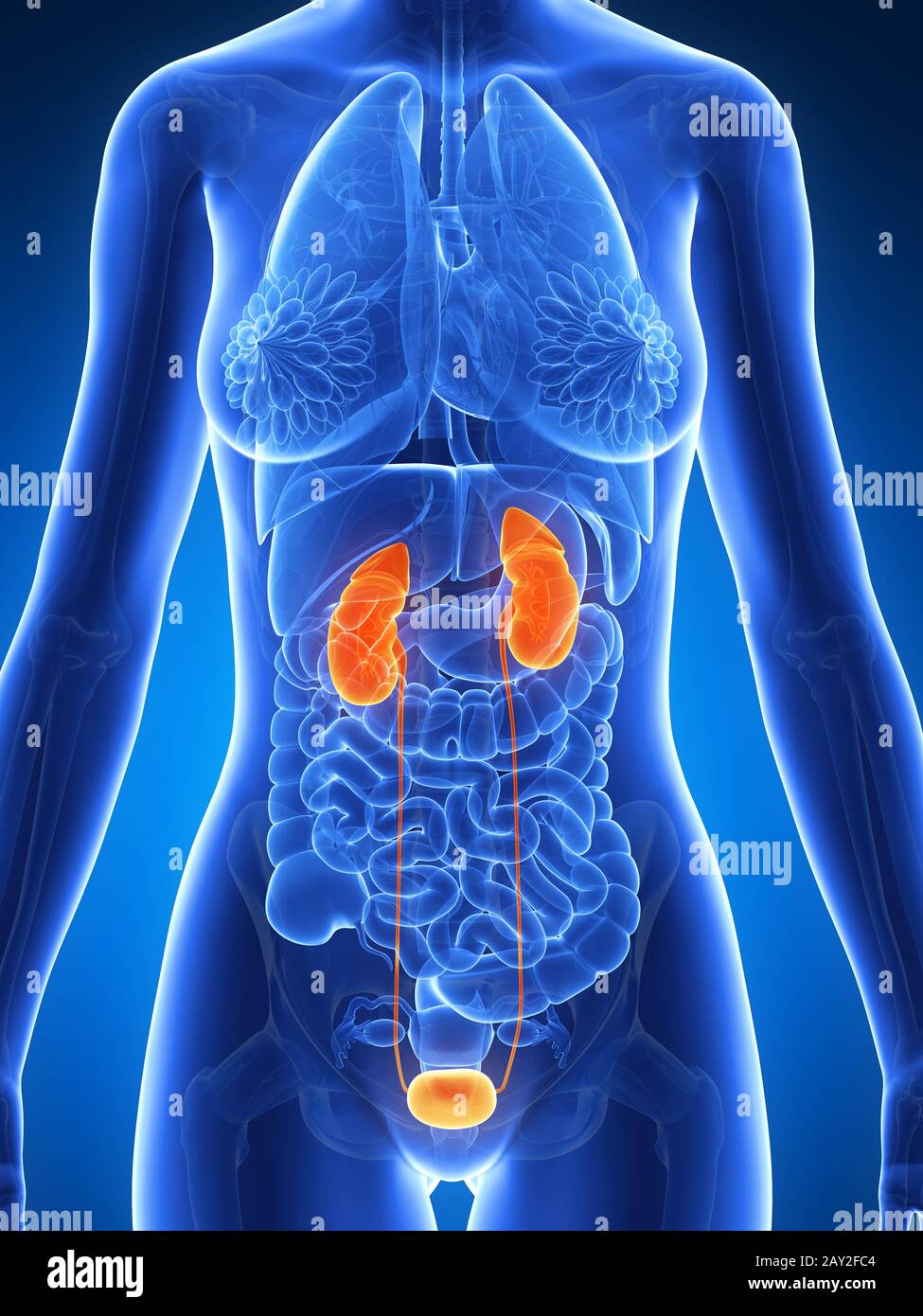 3d rendered illustration of the female kidney Stock Photo
