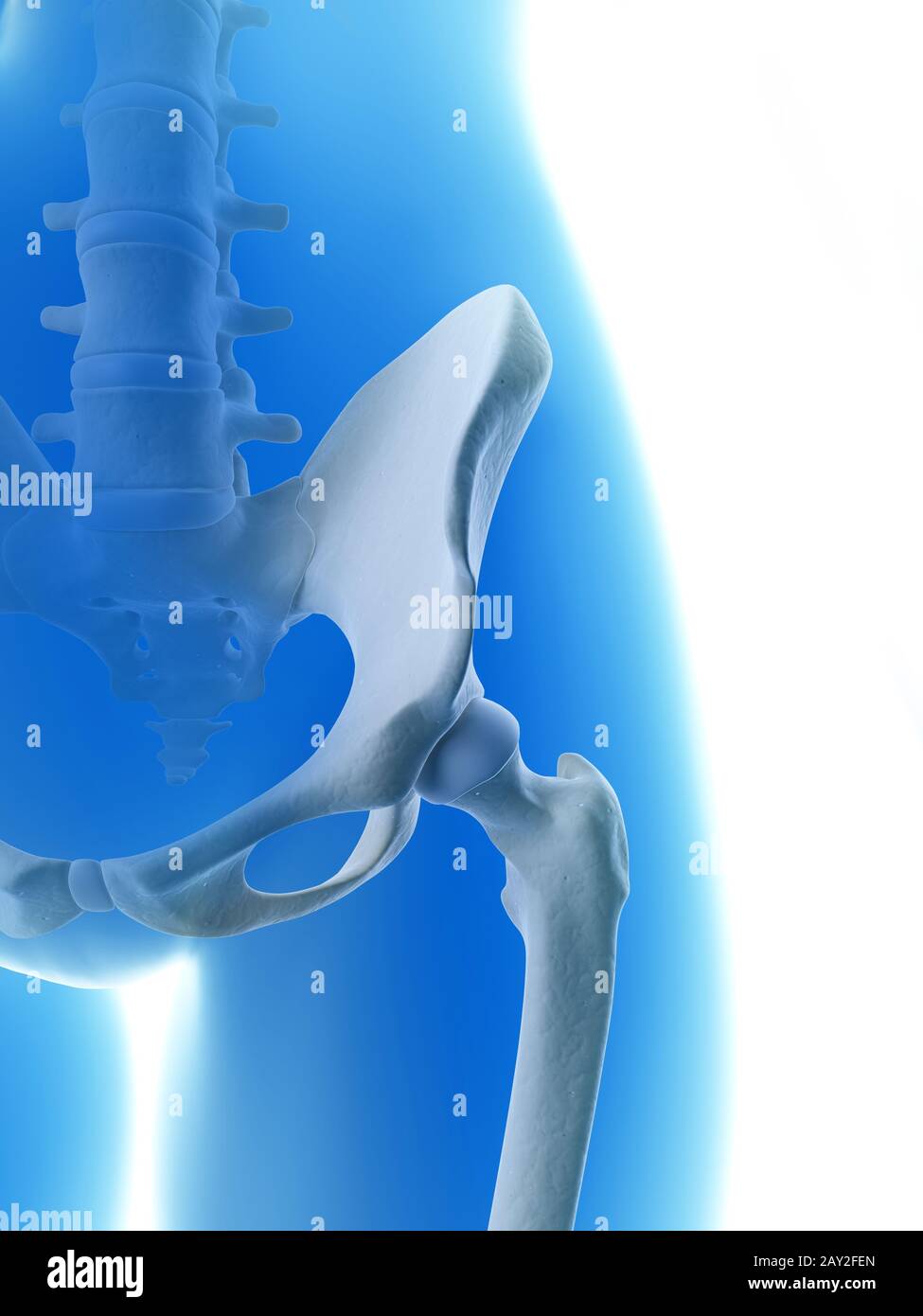 rendered illustration of the hip joint Stock Photo