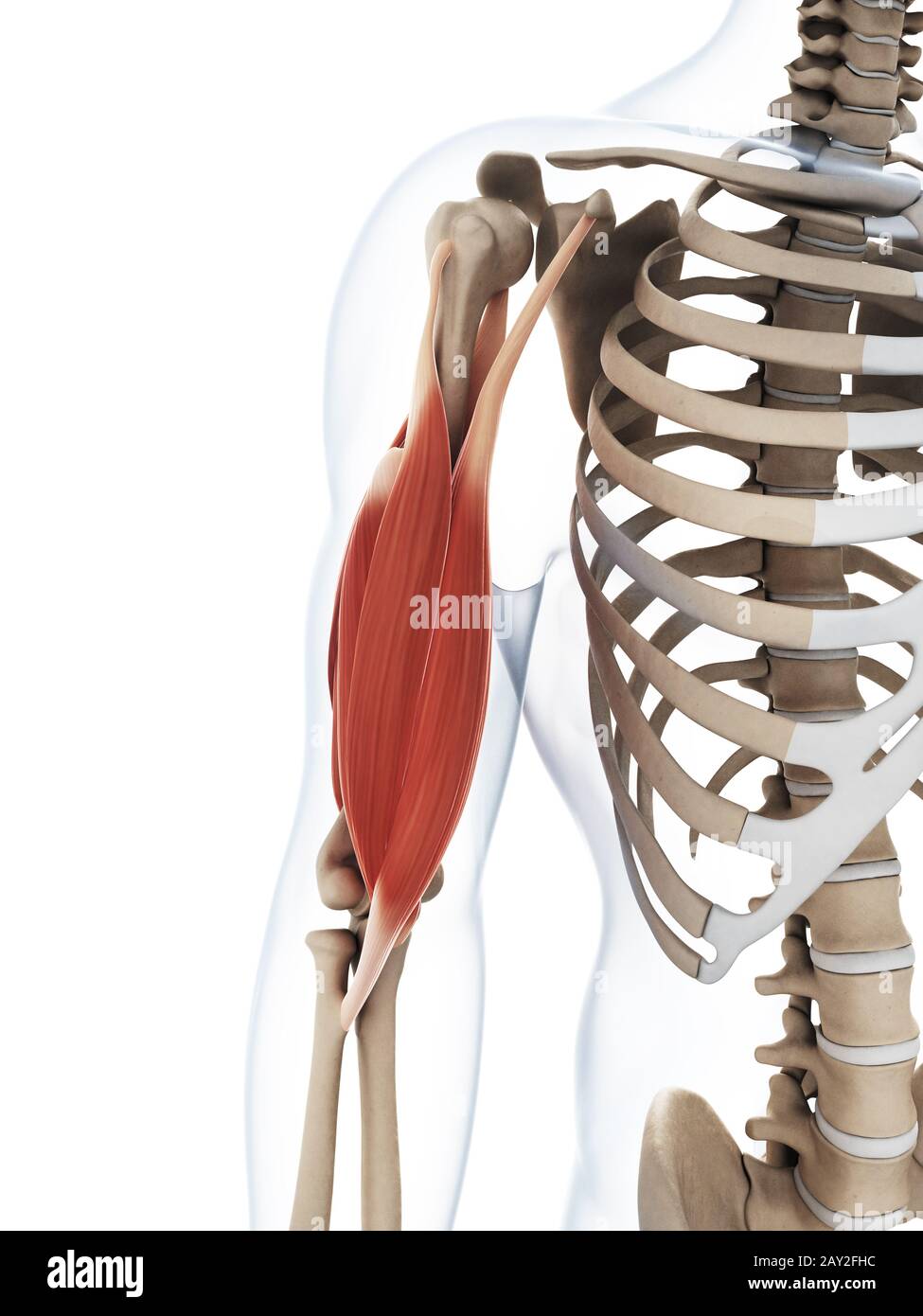 Arm muscle anatomy hi-res stock photography and images - Alamy