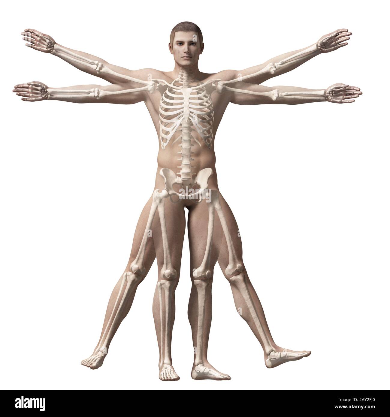 vitruvian man - skeleton Stock Photo