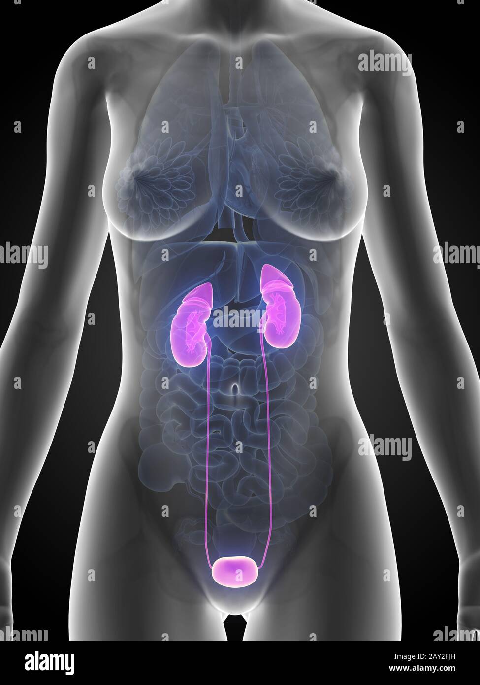 3d rendered illustration of the female kidney Stock Photo