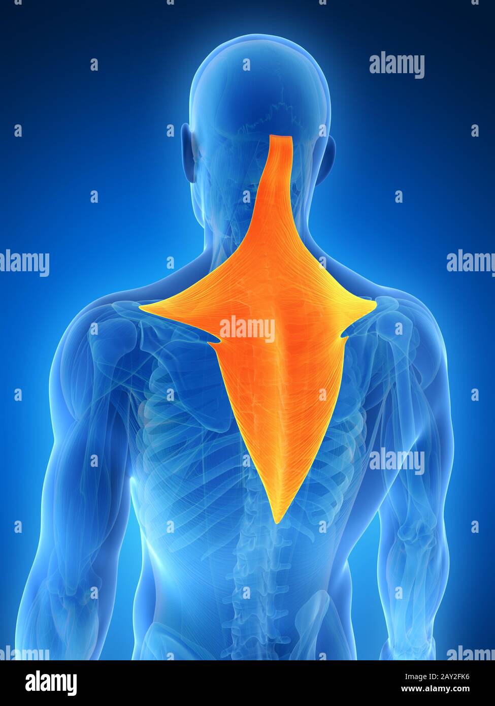 3d rendered illustration trapezius muscle Stock Photo Alamy