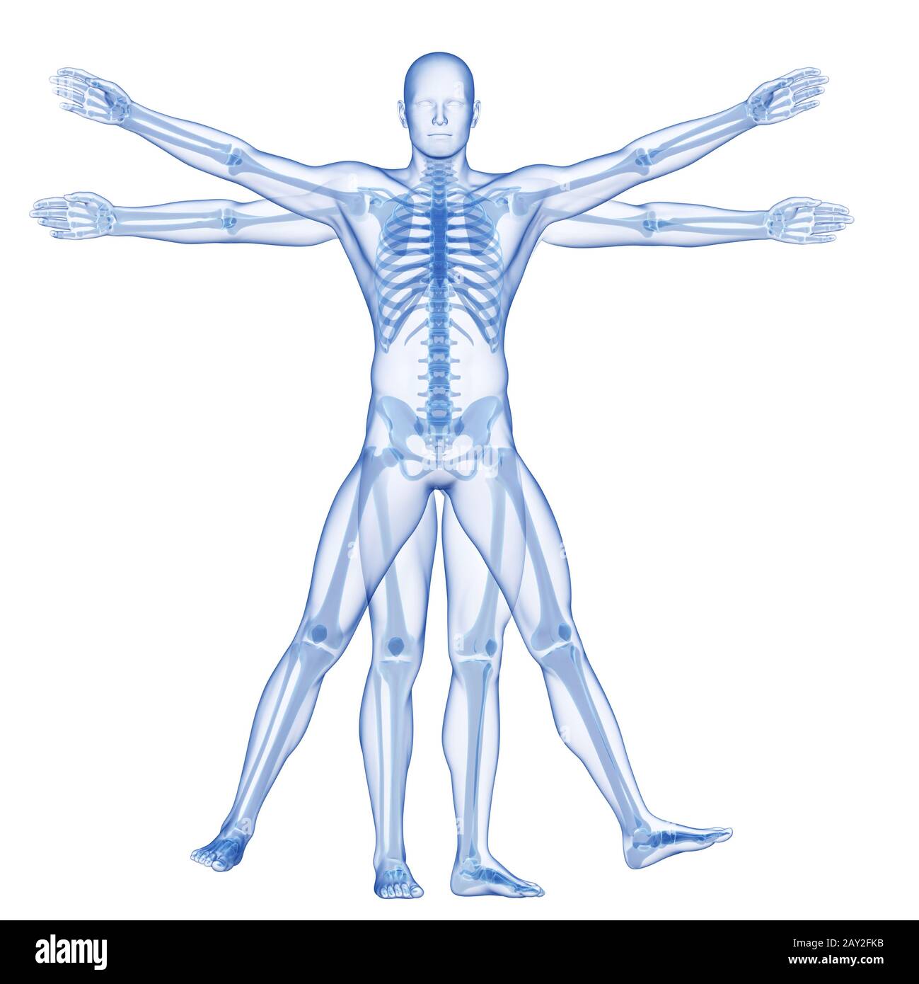 vitruvian man - skeleton Stock Photo