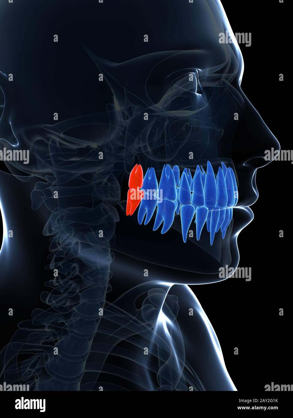 3d rendered illustration of the wisdom teeth Stock Photo