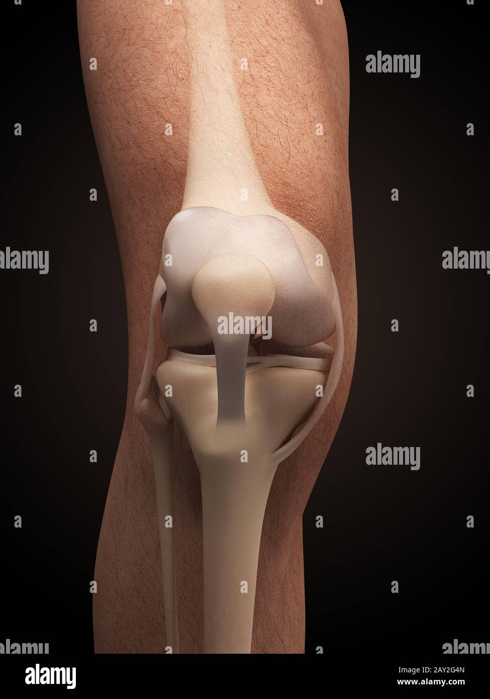 3d rendered illustration - anatomy of the knee Stock Photo - Alamy