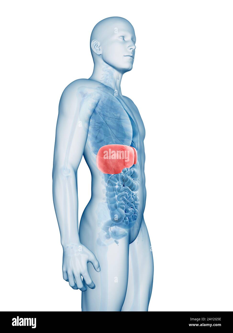 3d rendered illustration of the male liver Stock Photo - Alamy