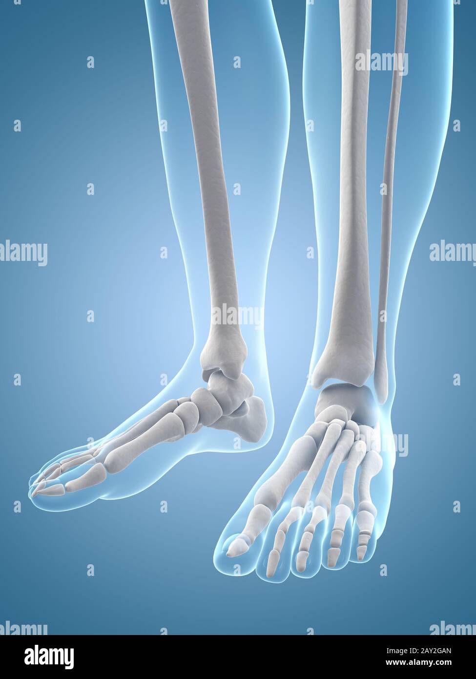 medical illustration of the foot bones Stock Photo