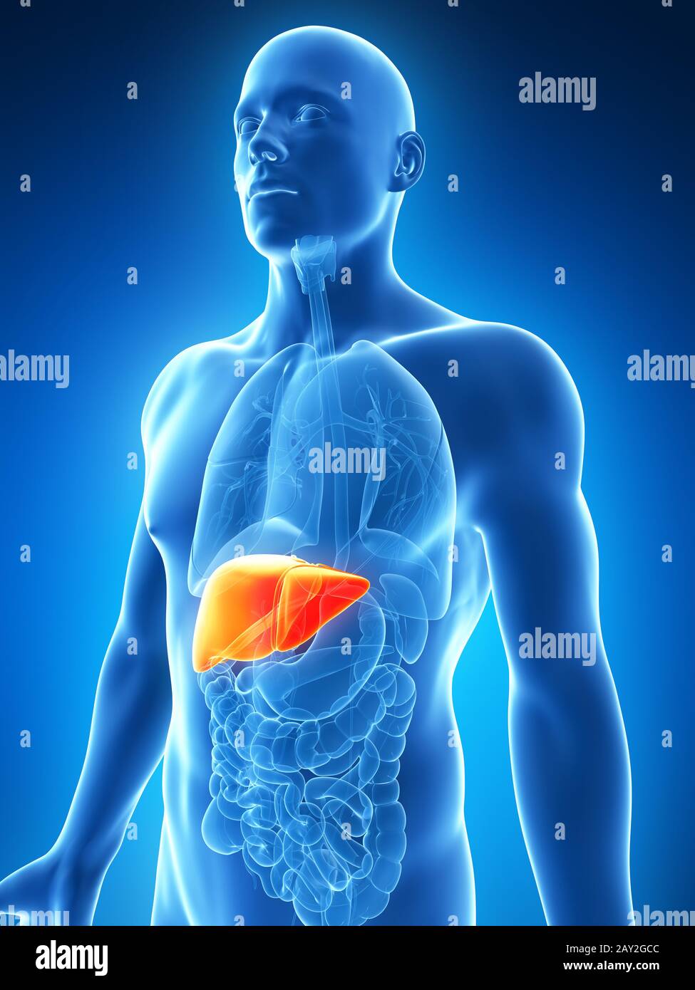 3d rendered illustration of the male liver Stock Photo - Alamy