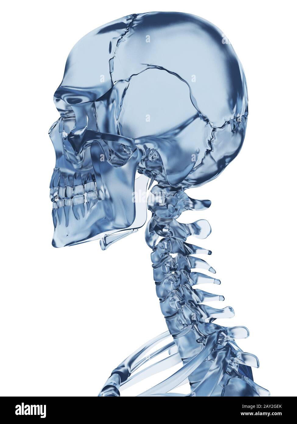 3d rendered illustration of a glass skeleton Stock Photo - Alamy