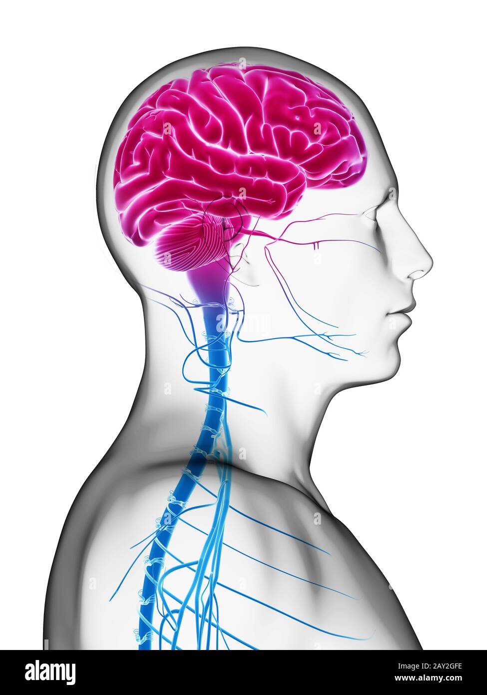 3d rendered illustration - male brain Stock Photo - Alamy