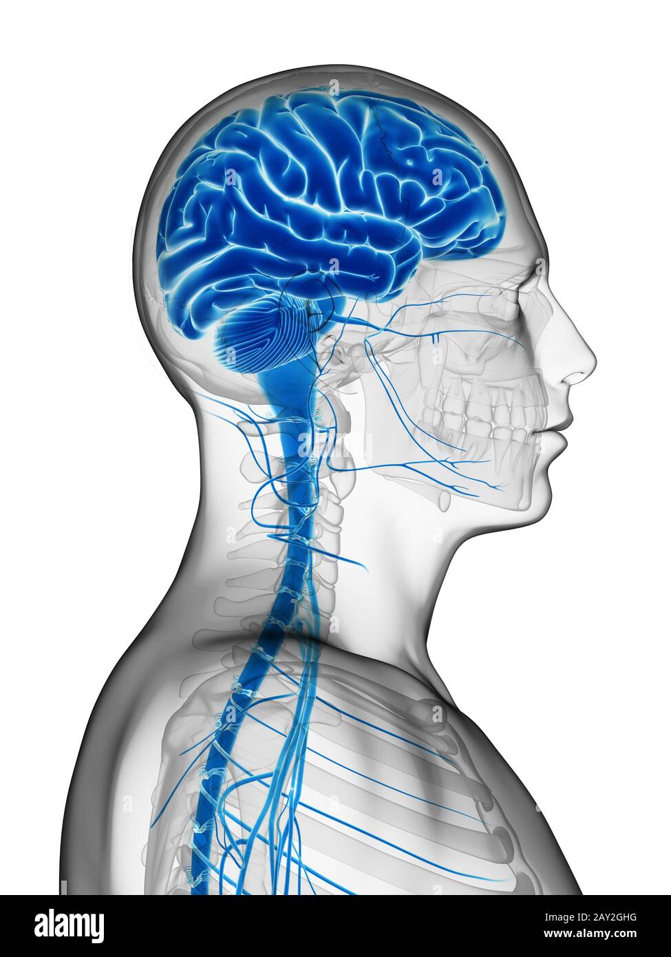 3d rendered illustration - male brain Stock Photo - Alamy