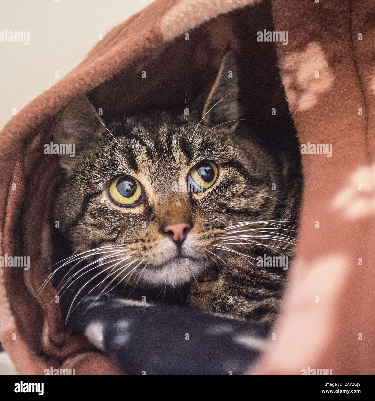 tabby cat hiding in its bed Stock Photo