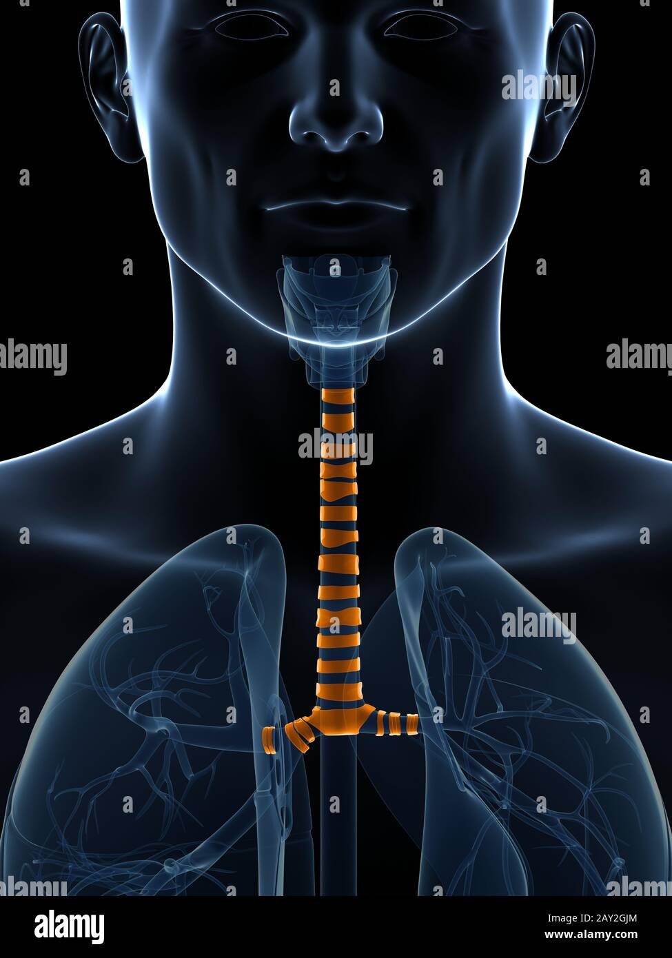 Tracheal cartilage hires stock photography and images Alamy