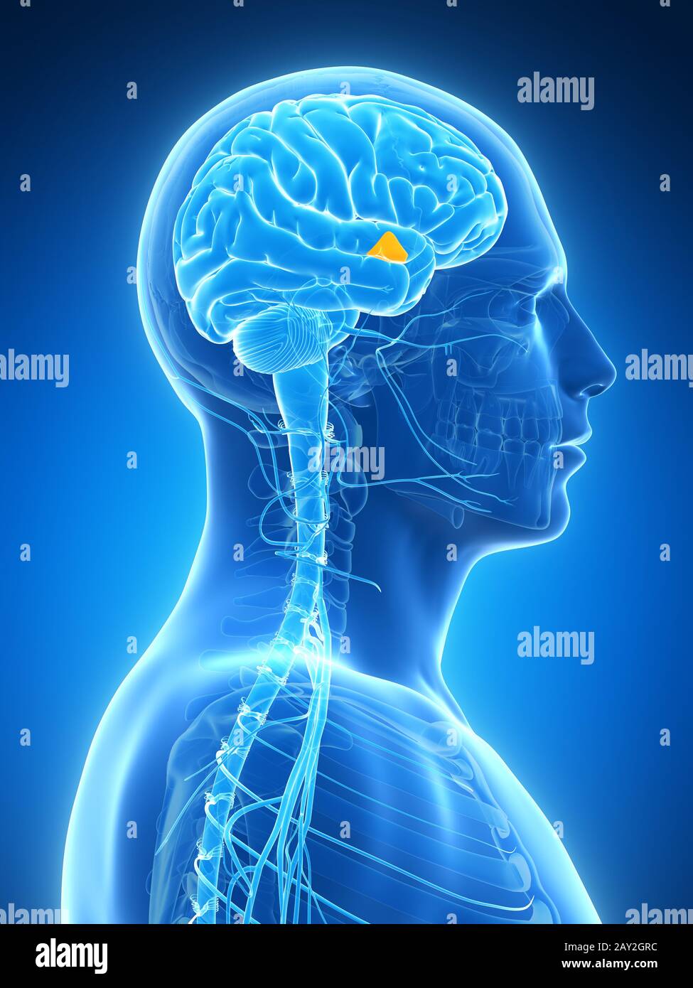 3d rendered illustration - hypothalamus Stock Photo - Alamy