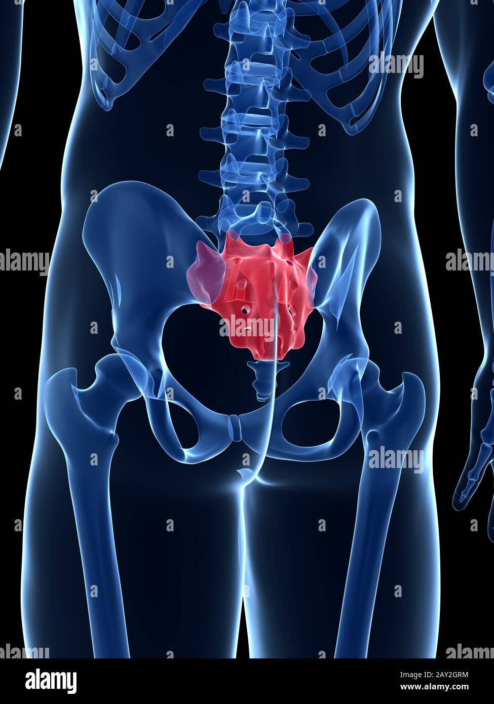 3d rendered illustration - sacrum Stock Photo