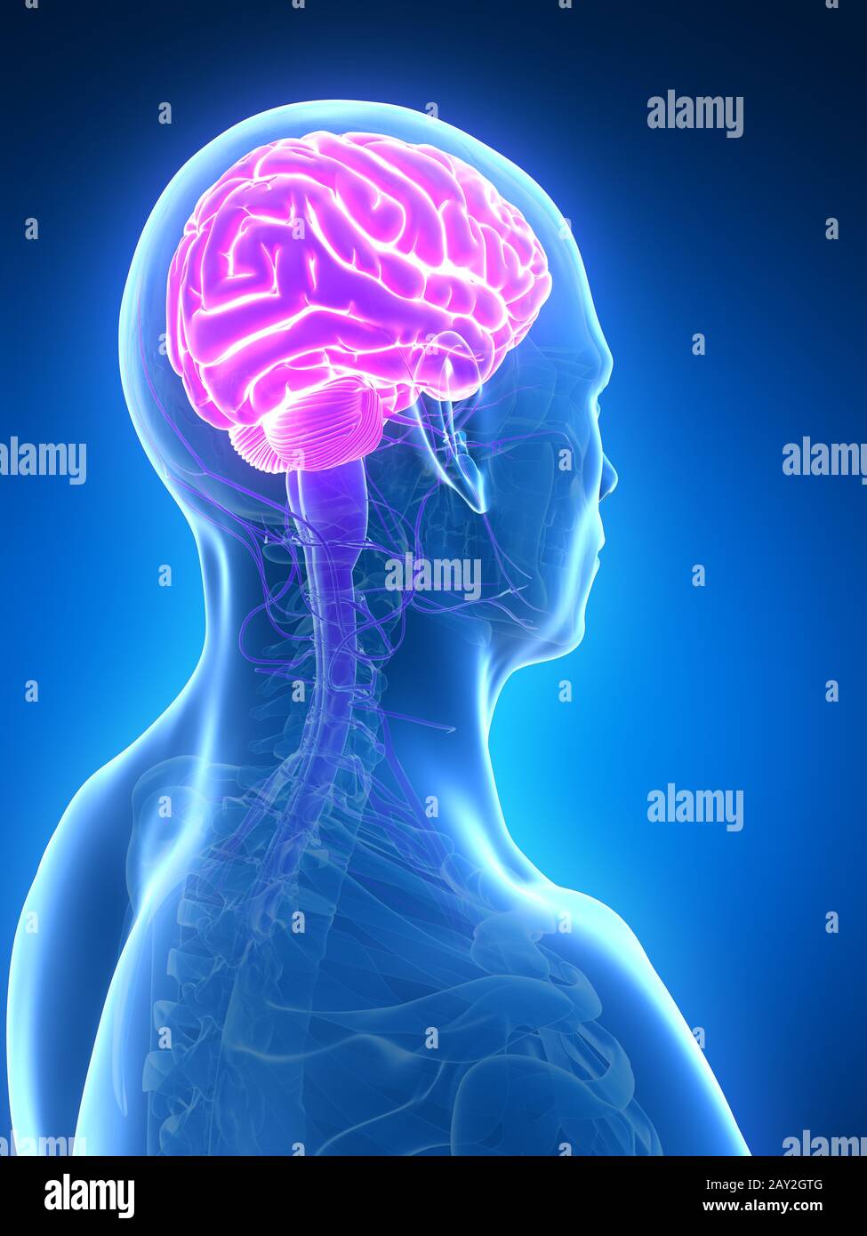 3d rendered illustration - male brain Stock Photo - Alamy