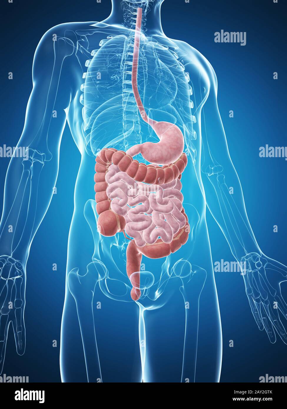 Male Digestive System High Resolution Stock Photography and Images - Alamy