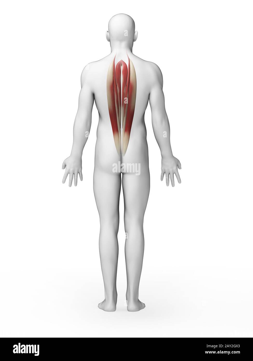 3d rendered illustration - back muscles Stock Photo - Alamy