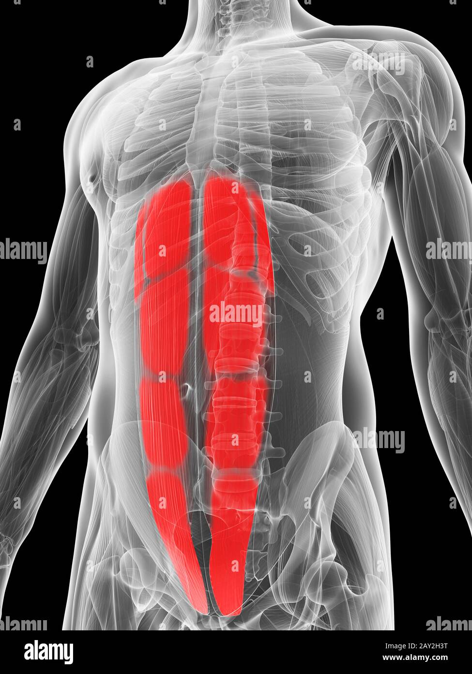 Abdominal Muscle Illustrations Stock Illustrations – 61 Abdominal Muscle  Illustrations Stock Illustrations, Vectors & Clipart - Dreamstime