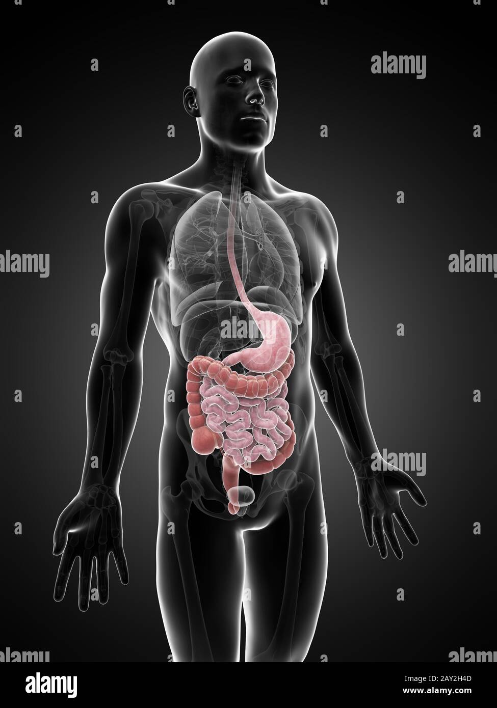 3d rendered illustration of the digestive system Stock Photo