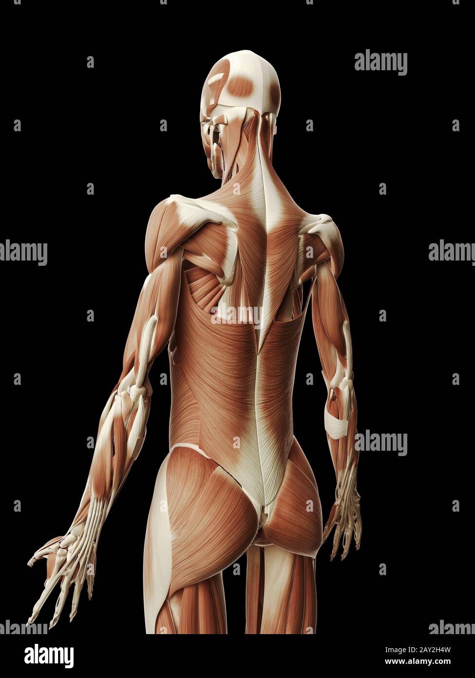 medical illustration of the female muscles Stock Photo