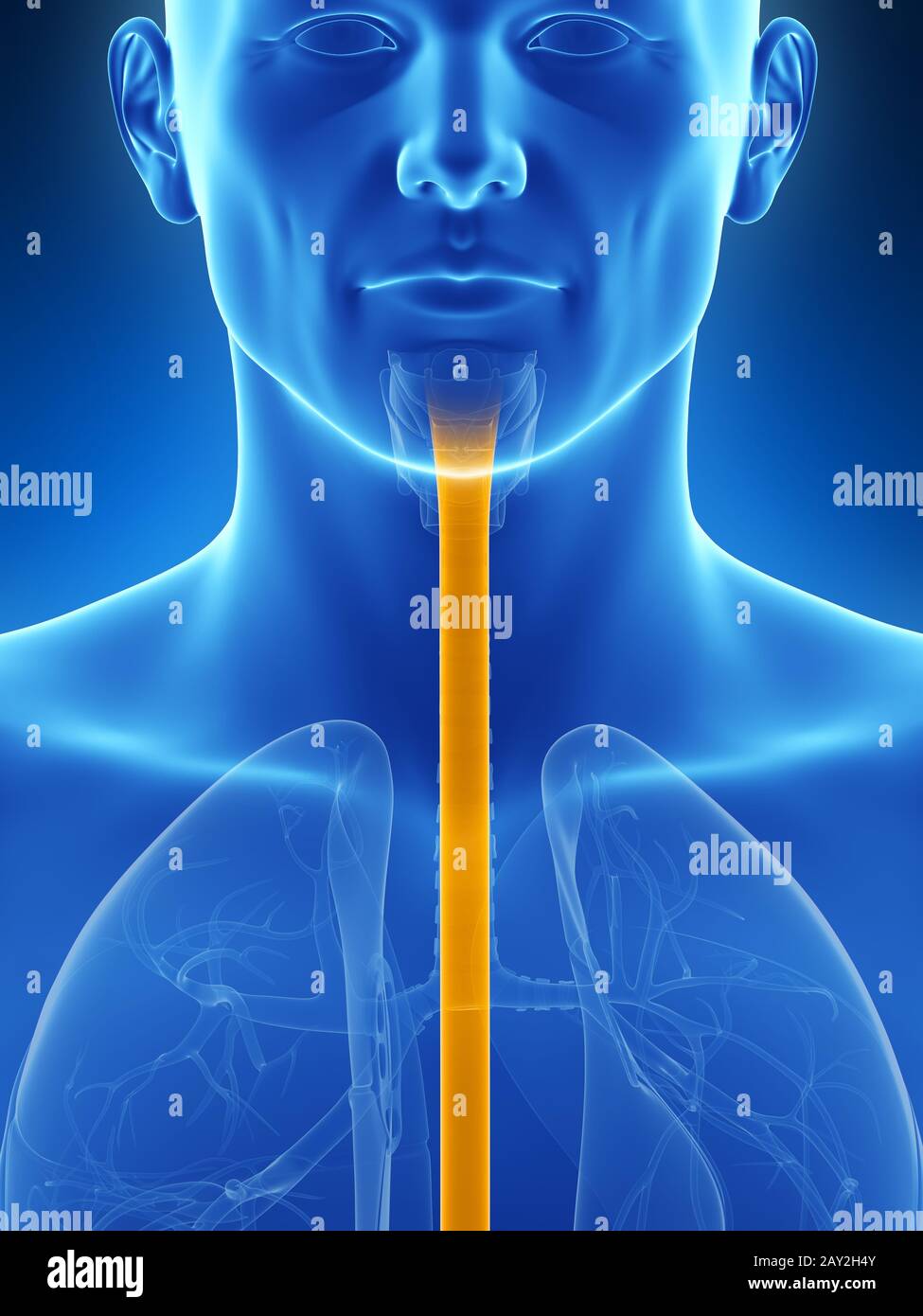 3d rendered illustration of the esophagus Stock Photo