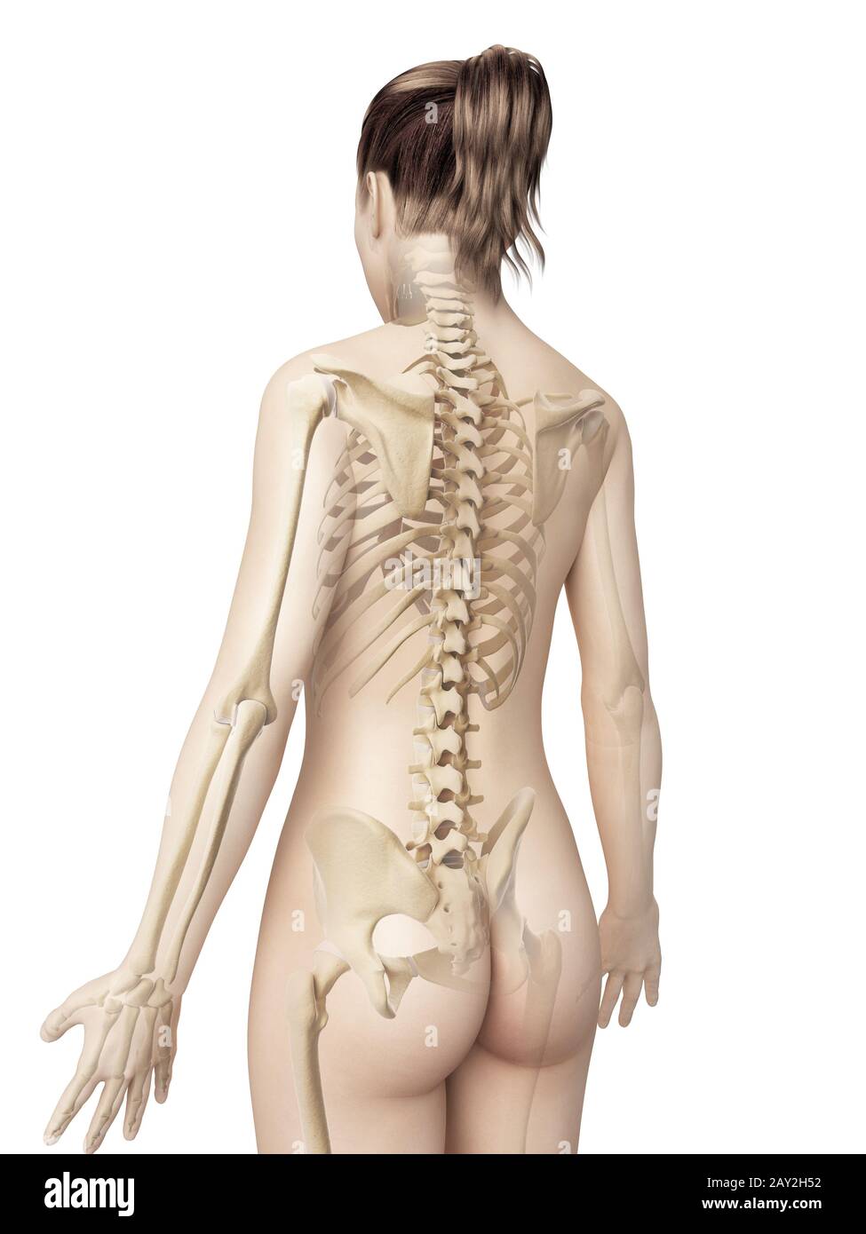 Анатомия женщины спина сзади