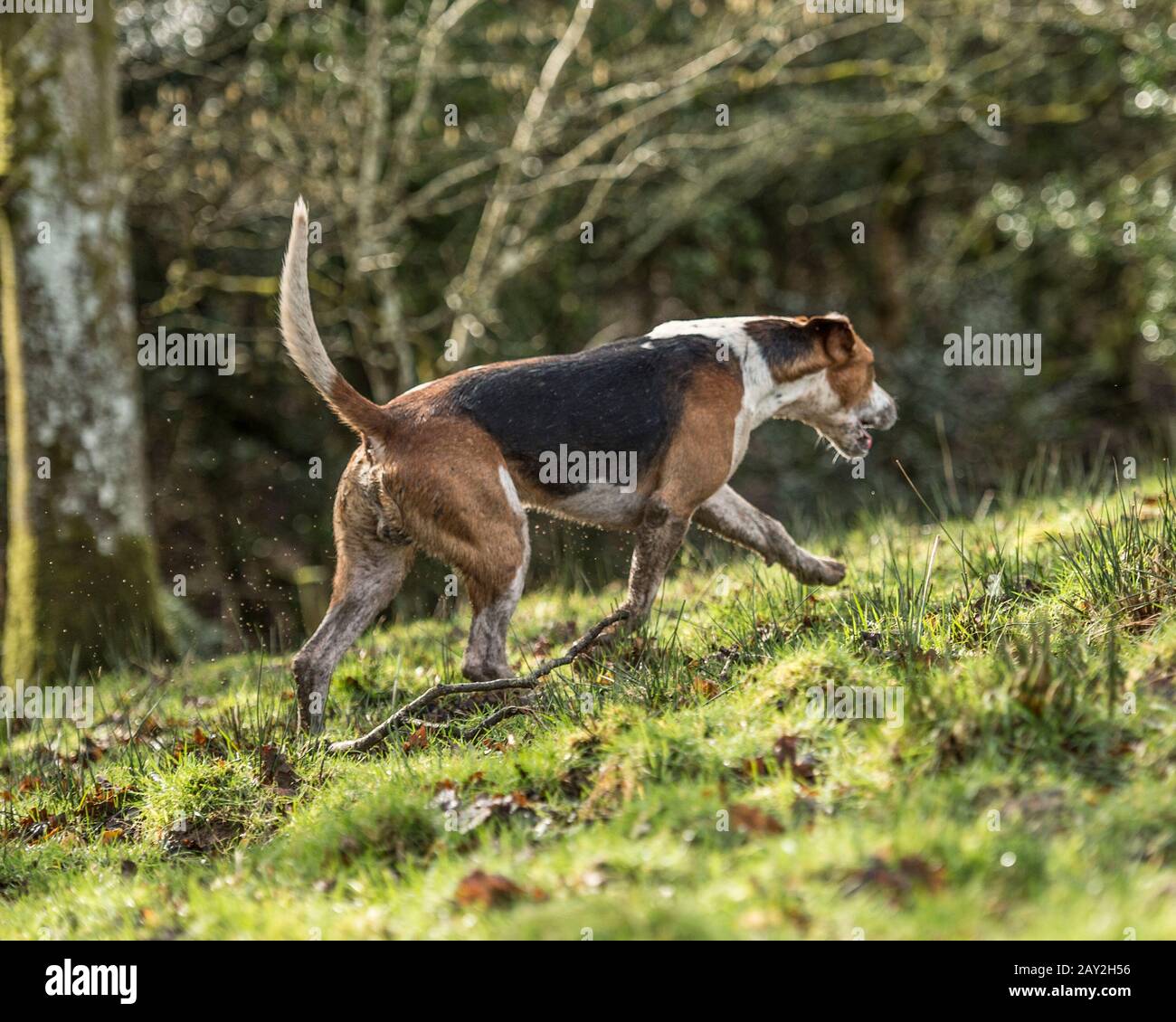 foxhound on the trail Stock Photo