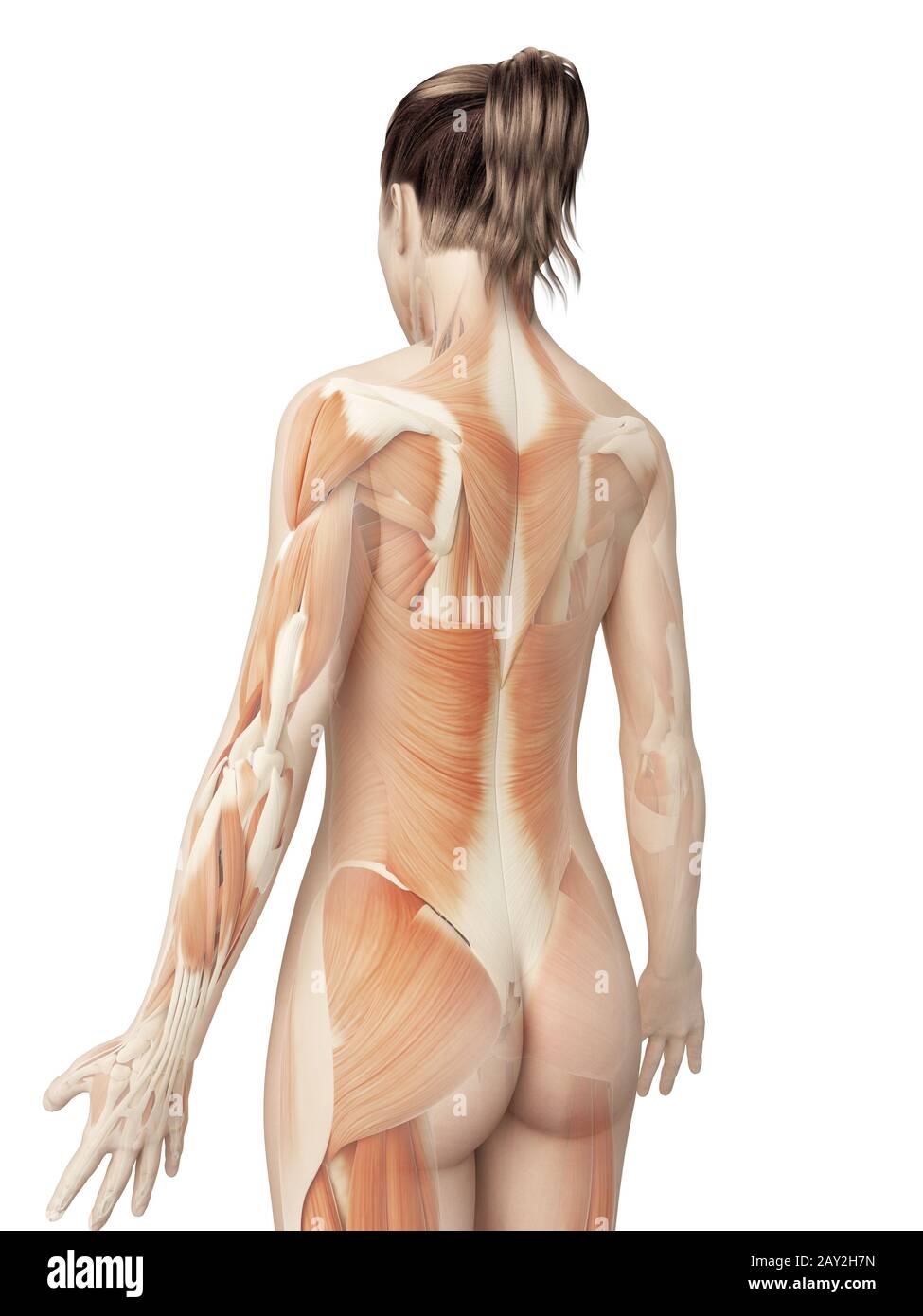 female muscular system from behind Stock Photo
