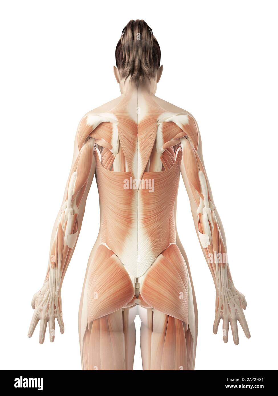 https://c8.alamy.com/comp/2AY2H81/female-back-muscles-2AY2H81.jpg