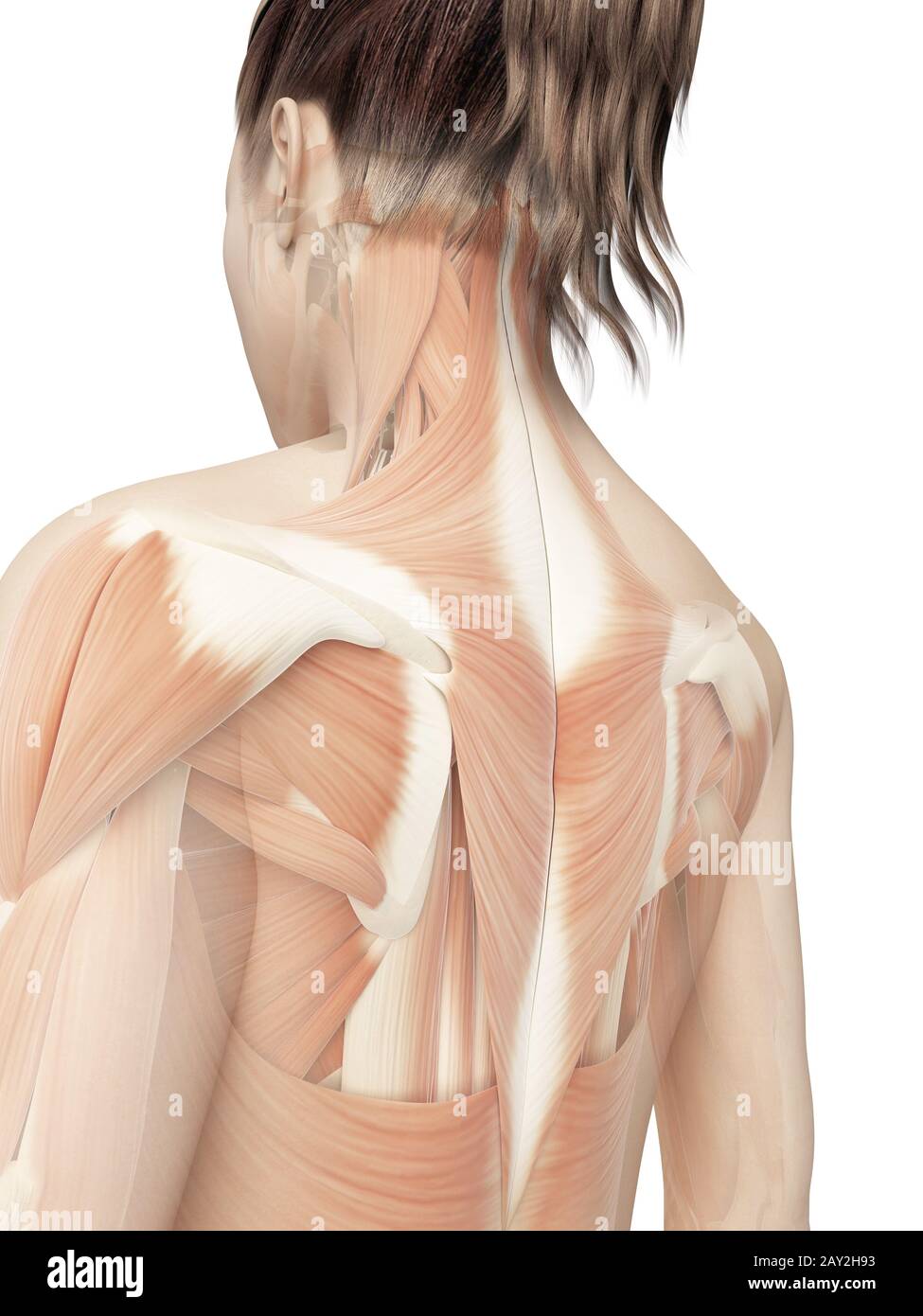 female back muscles Stock Photo - Alamy