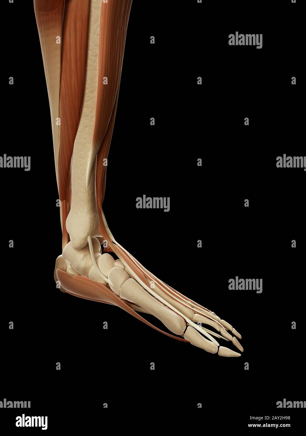 medical illustration of the leg/foot muscles Stock Photo
