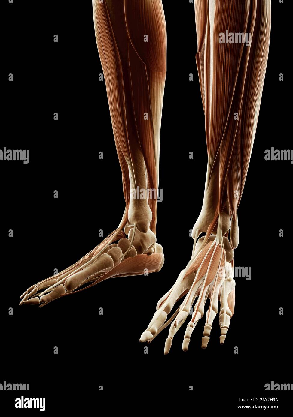 medical illustration of the leg/foot muscles Stock Photo