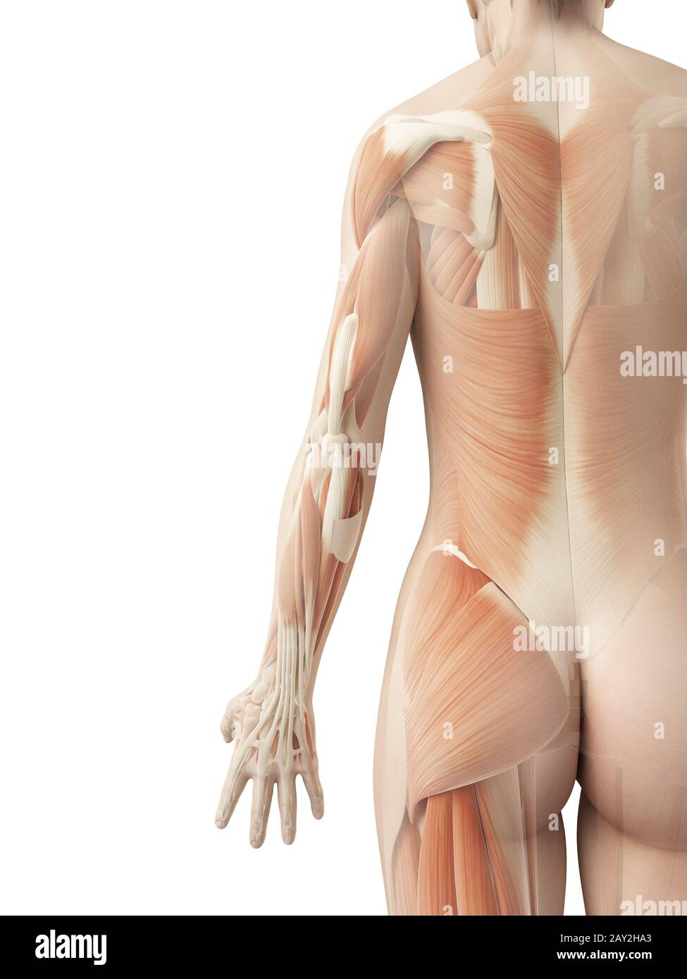 a female´s back muscles Stock Photo - Alamy