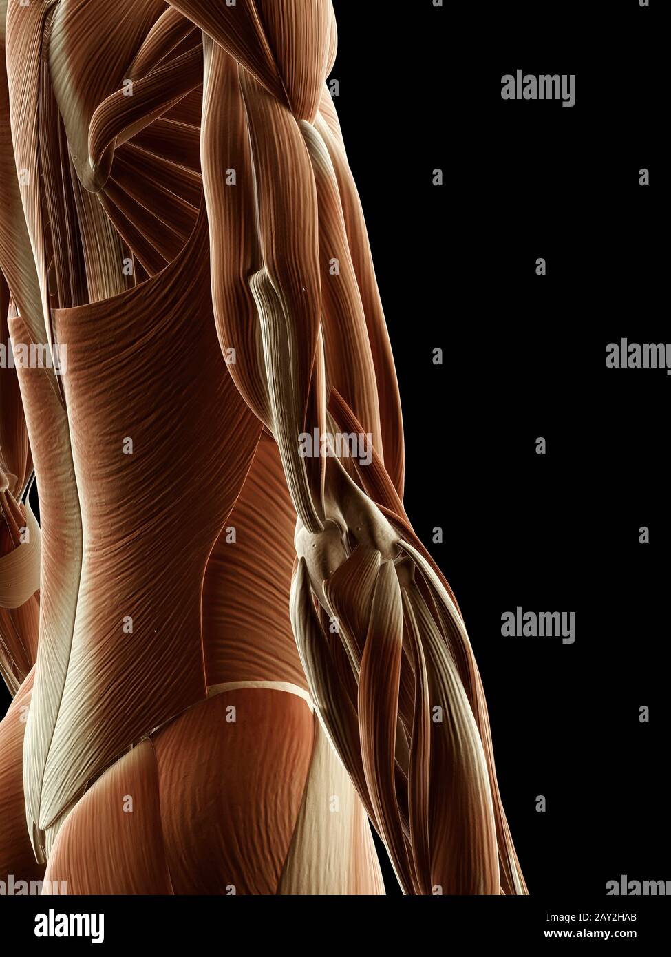 medical illustration of arm muscles Stock Photo