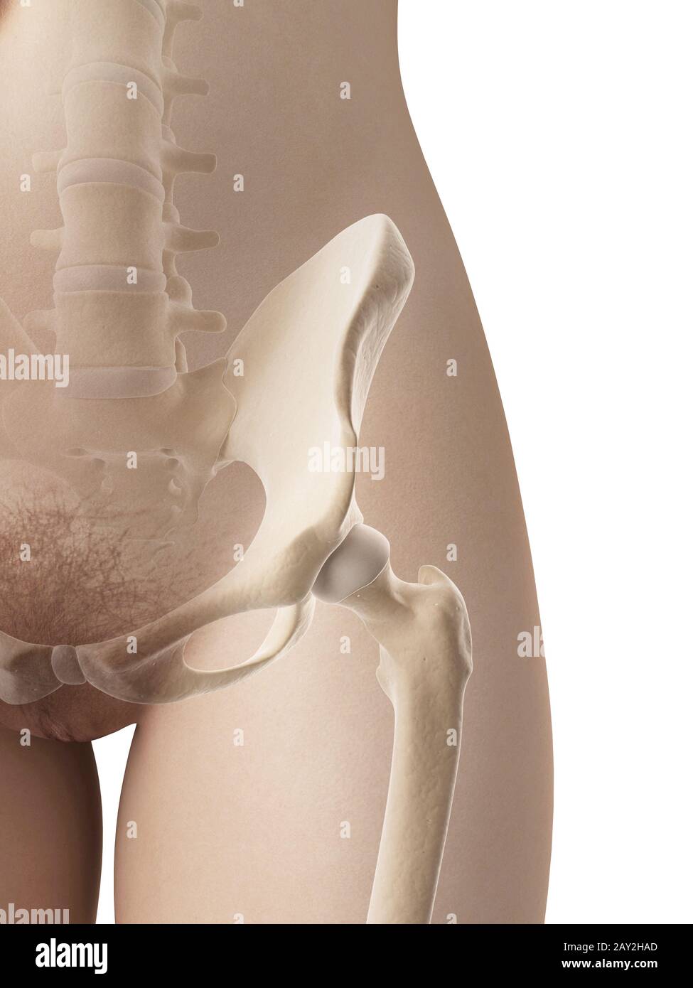 female hip bone Stock Photo
