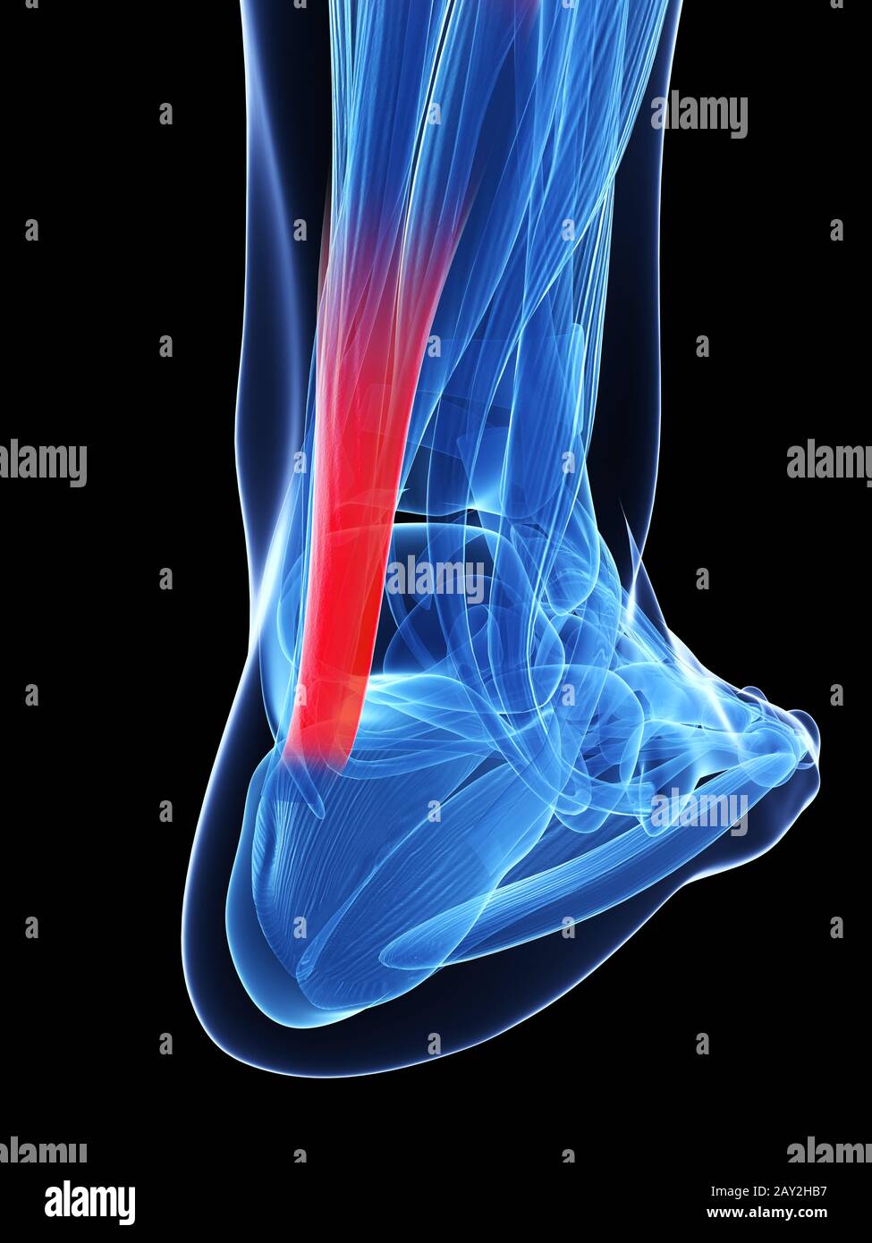 3d rendered illustration of the achilles tendon Stock Photo Alamy
